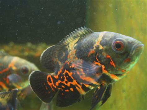 紅花豬混養|花豬 (地圖魚、星麗魚)